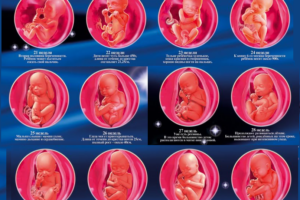 развитие эмбриона